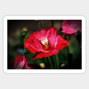 Red Poppies Sticker